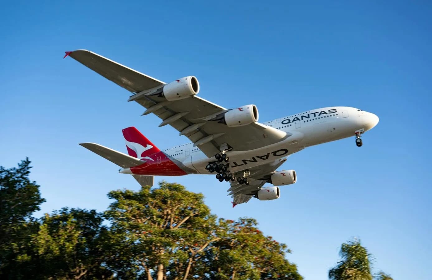 Qantas A380 Großraumflugzeug im Landeanflug über Bäumen mit ausgefahrenem Fahrwerk und blauem Himmel