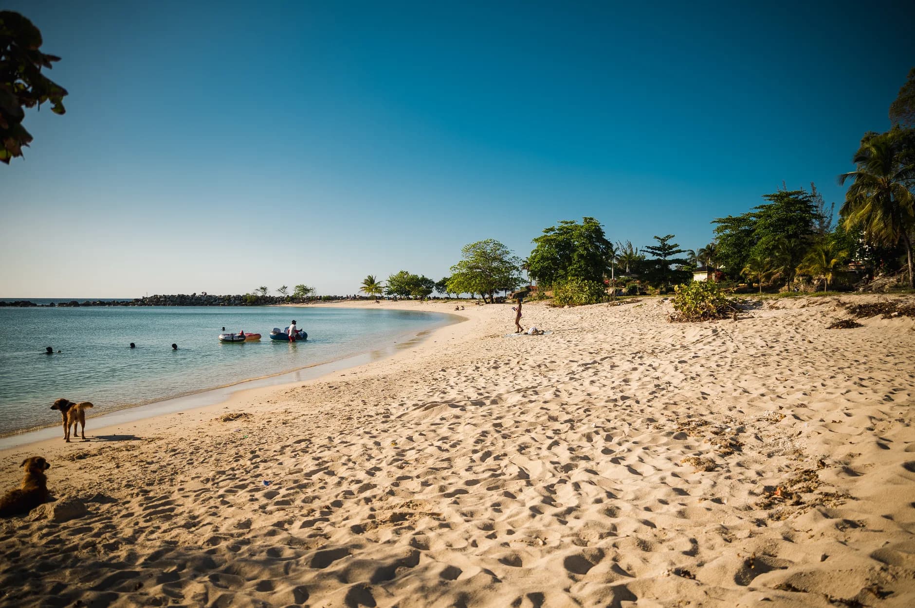 Sandstrand mit Palmen, zwei Hunden im Sand und Schwimmern in türkisem Wasser bei klarem Himmel